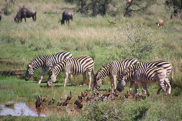 Nationalpark Serengeti