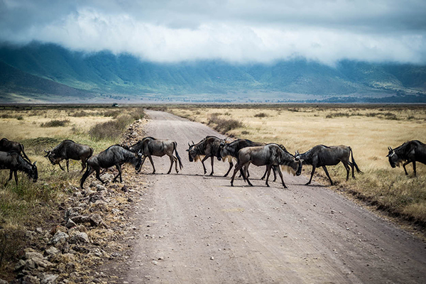 Serengeti - Ngorongoro Krater 3T2N
