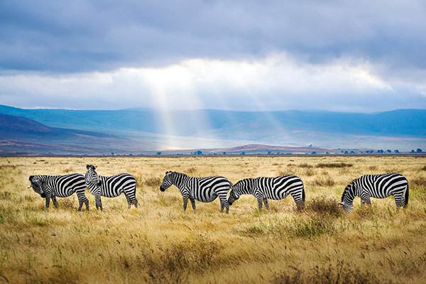 Manyara - Serengeti - Ngorongoro - Tarangire 6T5N